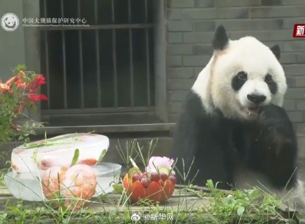 大熊猫过生日吃水果冰蛋糕