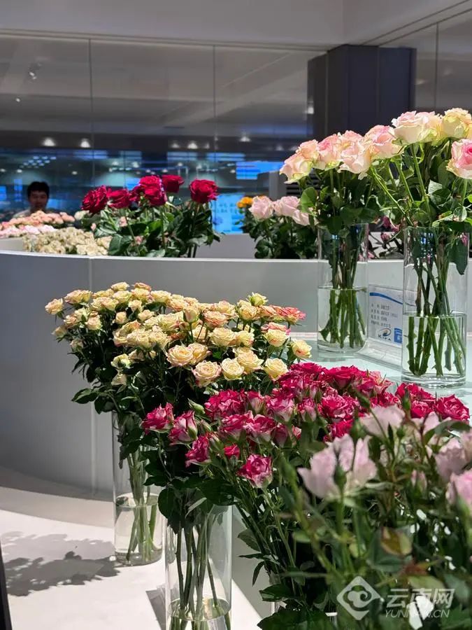 价格上涨40%！七夕将至，云南鲜切花市场火热