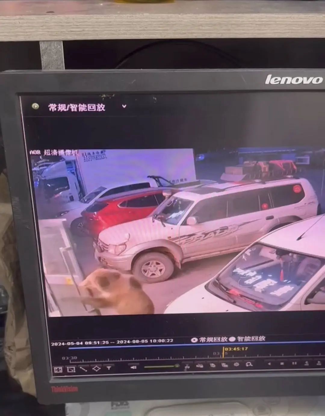 惊！棕熊半夜闯进酒店，开冰箱吃东西，店主逃跑前竟不忘…
