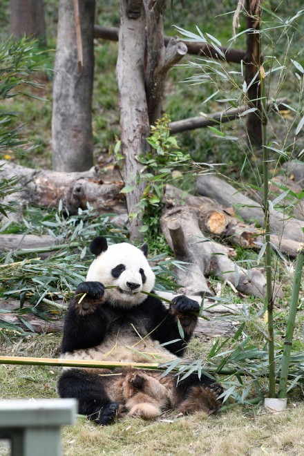 熊猫界“帅哥美女”,哪一位俘获了你? 熊猫界“帅哥美女”,哪一位俘获了你?