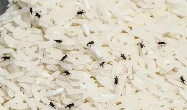 头皮发麻!大量黑虫冒出,很多人家中也有,这种情况必须扔 头皮发麻!大量黑虫冒出,很多人家中也有,这种情况必须扔