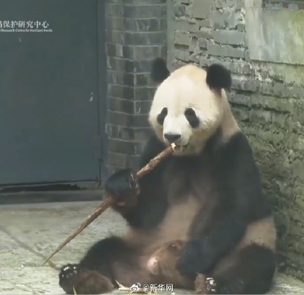 大熊猫过生日吃水果冰蛋糕