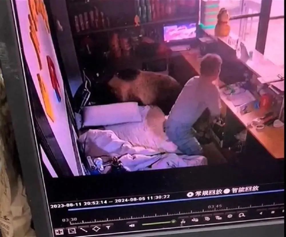 棕熊凌晨进入西藏一酒店觅食，老板：街上还有两三头