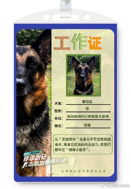 警汪集合！被警犬的工作证件照帅到了