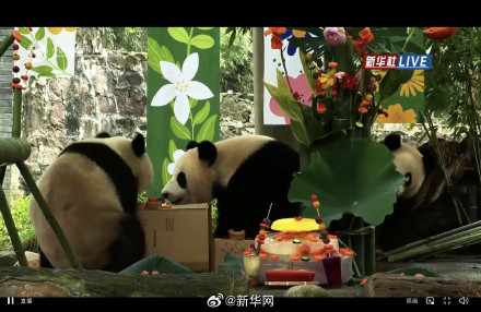 大熊猫过生日吃水果冰蛋糕