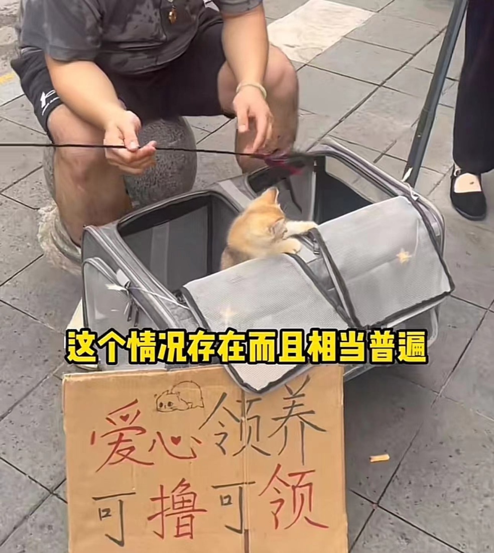 领养猫咪被要求买配套高价猫粮！多位消费者因拒买被商家告上法院