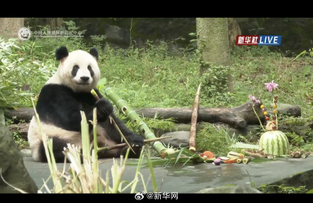 大熊猫过生日吃水果冰蛋糕