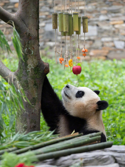 熊猫界“帅哥美女”,哪一位俘获了你? 熊猫界“帅哥美女”,哪一位俘获了你?