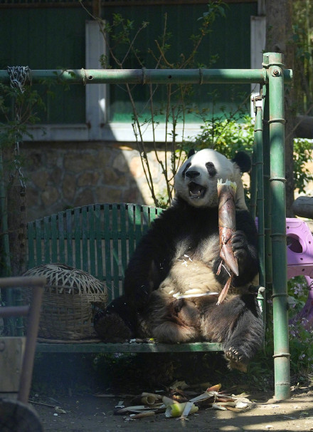 熊猫界“帅哥美女”,哪一位俘获了你? 熊猫界“帅哥美女”,哪一位俘获了你?