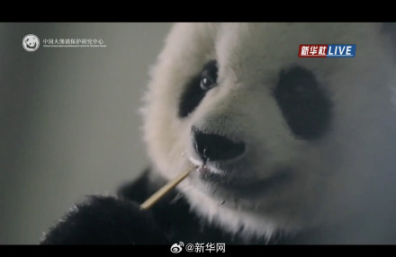 大熊猫过生日吃水果冰蛋糕