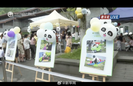 大熊猫过生日吃水果冰蛋糕