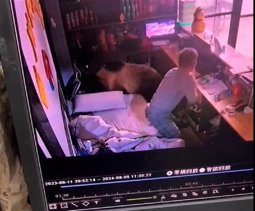 棕熊凌晨扒门进酒店觅食，老板：街上还有两三头