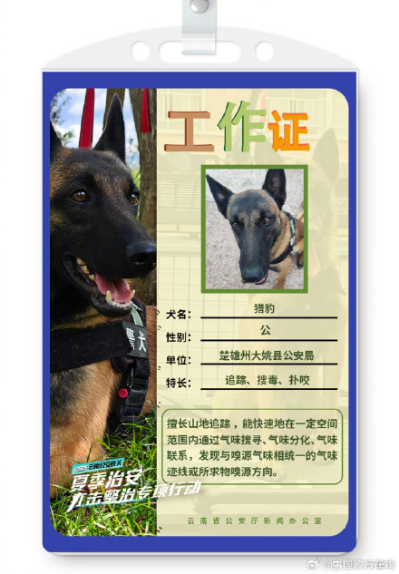 警汪集合！被警犬的工作证件照帅到了