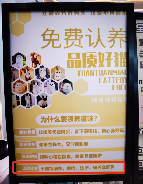 领养猫咪被要求买配套高价猫粮！多位消费者因拒买被商家告上法院