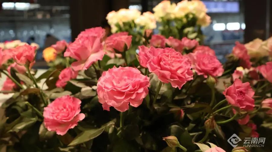 价格上涨40%！七夕将至，云南鲜切花市场火热