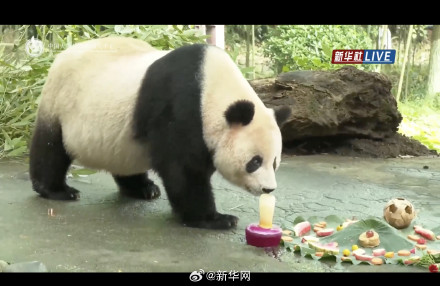 大熊猫过生日吃水果冰蛋糕