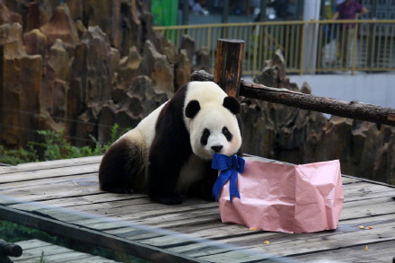 熊猫界“帅哥美女”,哪一位俘获了你? 熊猫界“帅哥美女”,哪一位俘获了你?