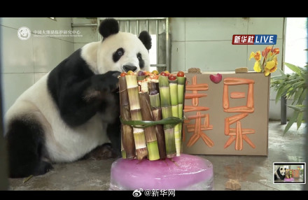 大熊猫过生日吃水果冰蛋糕