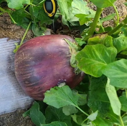 俄罗斯农业和生物学家：食用巨型蔬菜可能对人体健康不利