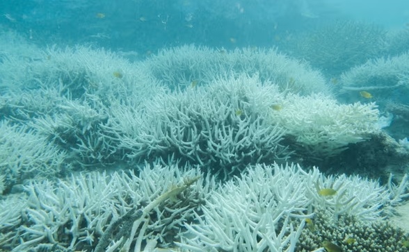 澳大利亚最新研究：400年来最热海水威胁大堡礁