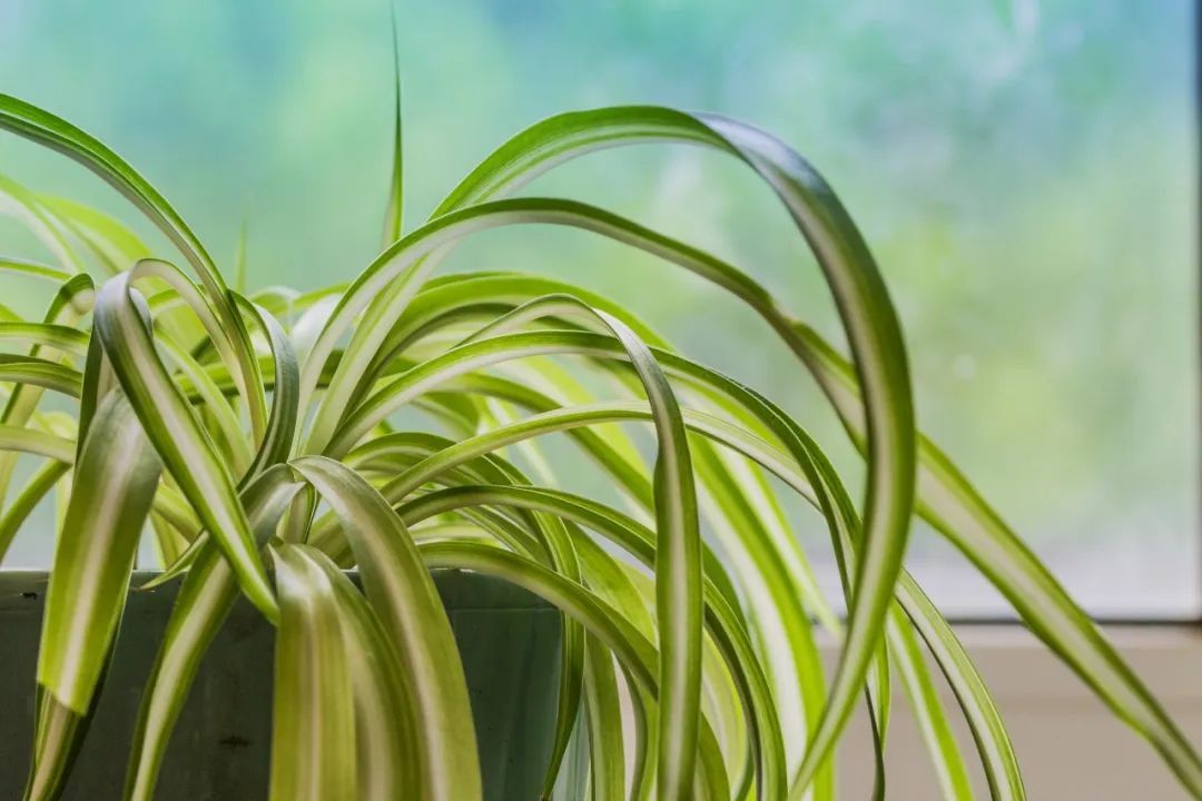 买了新房却仍只能租房？花2990元除甲醛后，为何还是超标？