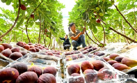 快来品尝！临泽富锶无花果进入采摘季