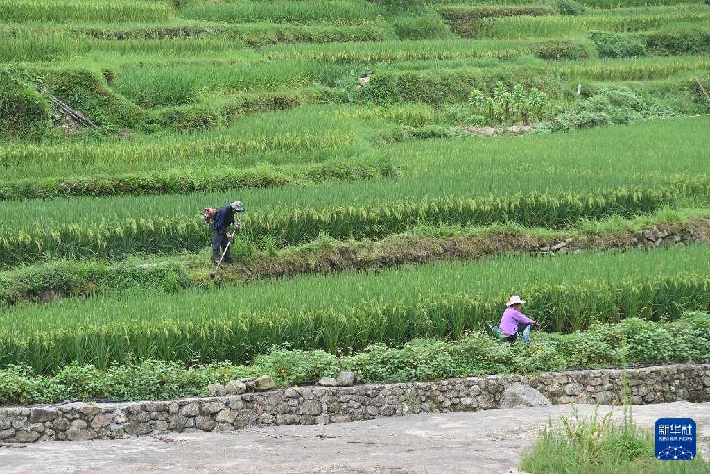 大山里的乡村爱情