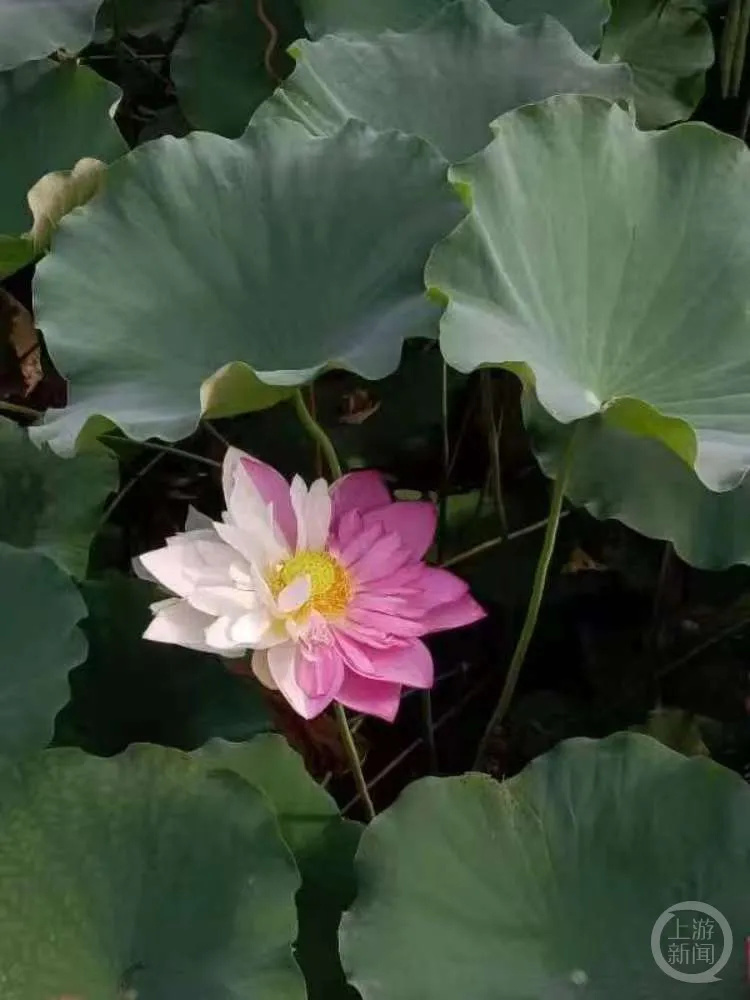 福建农林大学再现双色荷花！此前曾被人摘走，是引种12年首次出现