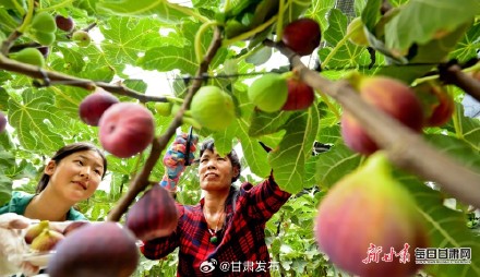 快来品尝！临泽富锶无花果进入采摘季