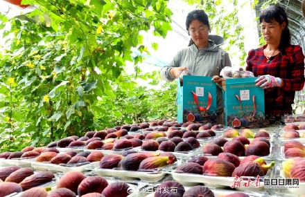 快来品尝！临泽富锶无花果进入采摘季