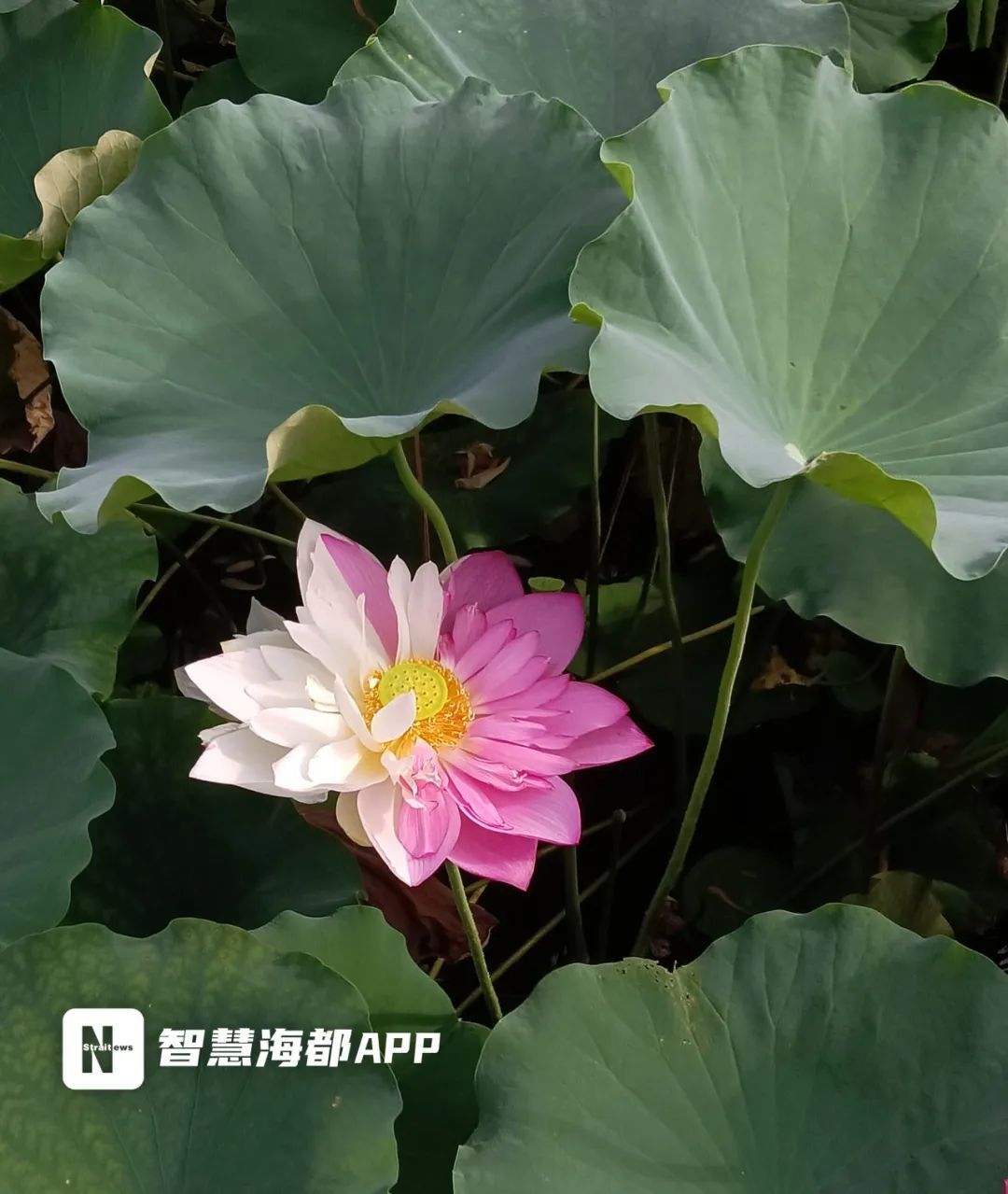 福建农林大学再现双色荷花