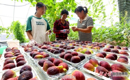 快来品尝！临泽富锶无花果进入采摘季