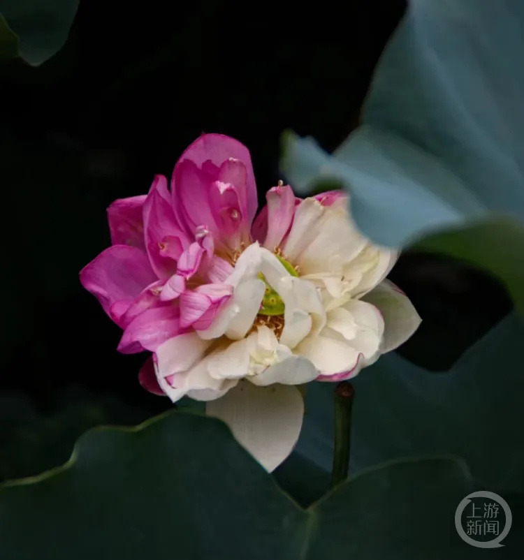 福建农林大学再现双色荷花！此前曾被人摘走，是引种12年首次出现