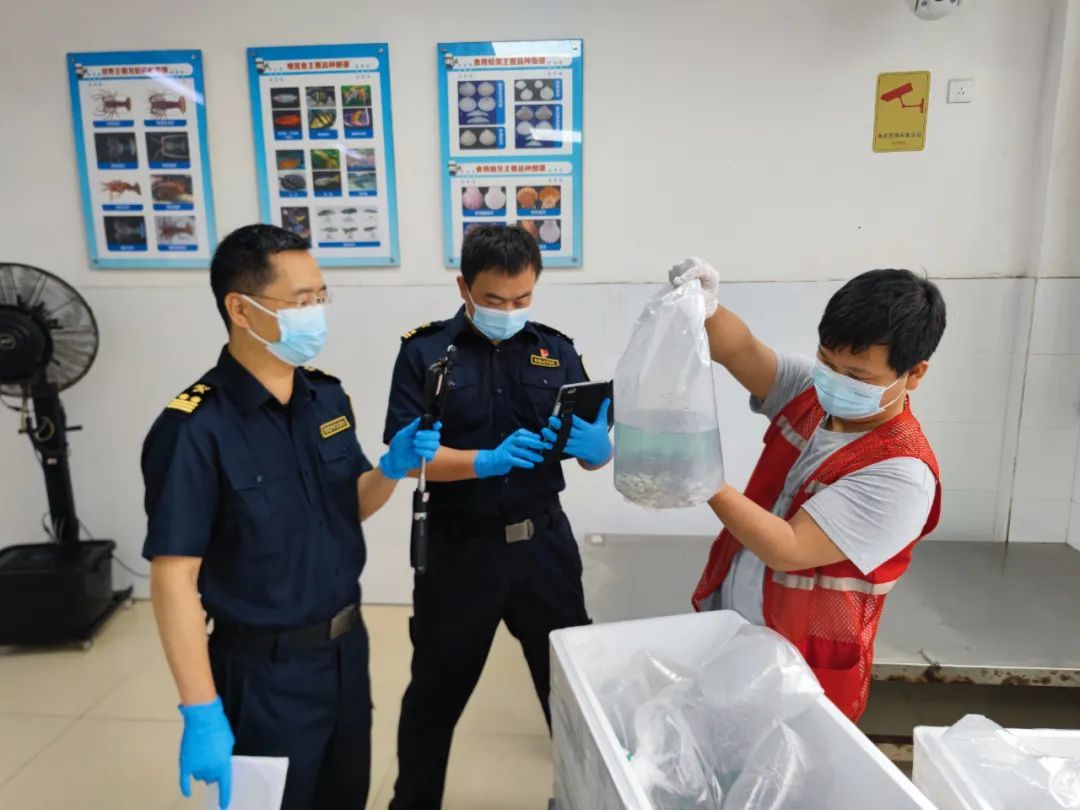 外来物种“宝莲灯鱼”,查获17万条! 外来物种“宝莲灯鱼”,查获17万条!