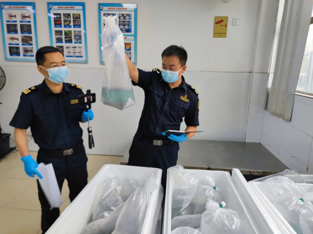 外来物种“宝莲灯鱼”,查获17万条! 外来物种“宝莲灯鱼”,查获17万条!