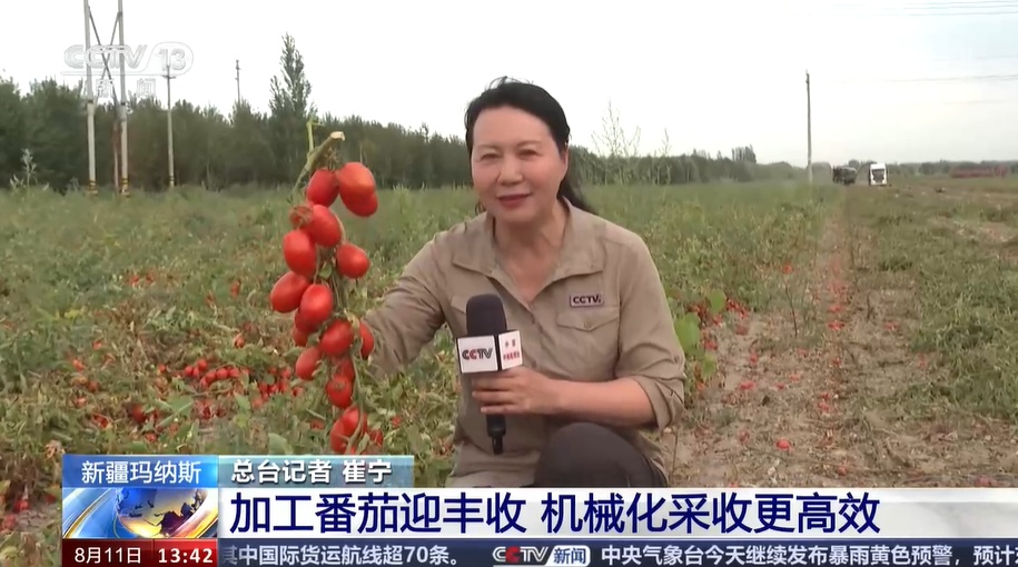新疆玛纳斯加工番茄迎丰收 机械化采收更高效