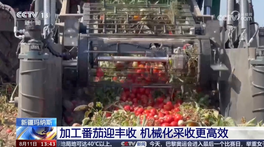 新疆玛纳斯加工番茄迎丰收 机械化采收更高效