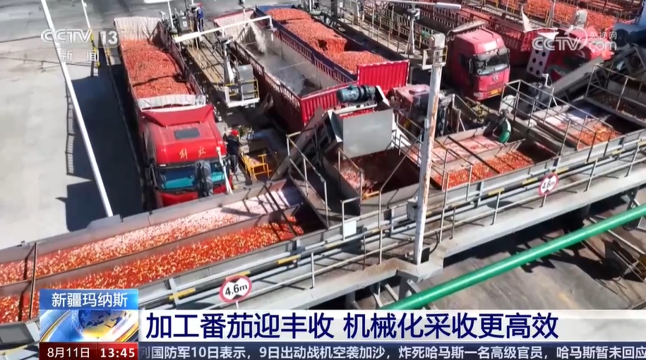 新疆玛纳斯加工番茄迎丰收 机械化采收更高效