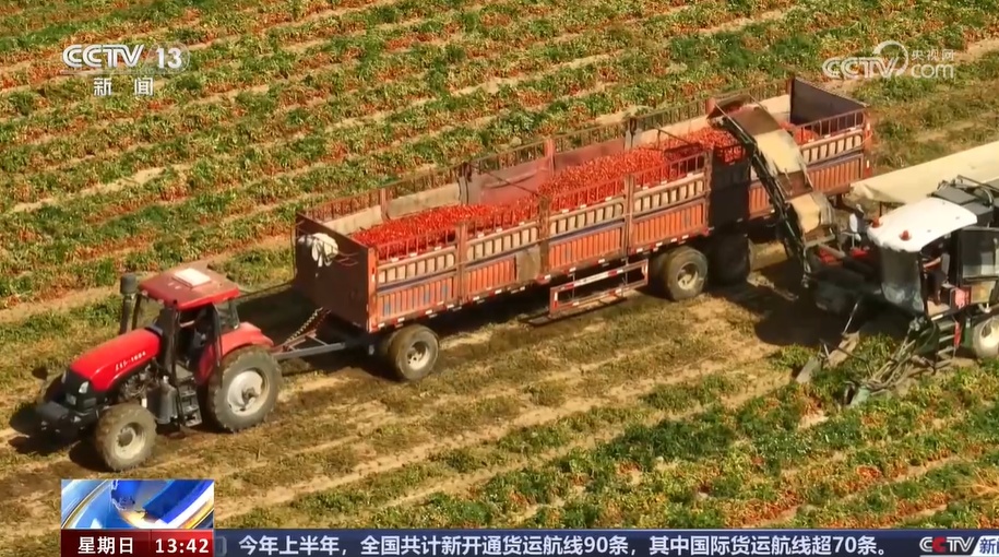 新疆玛纳斯加工番茄迎丰收 机械化采收更高效