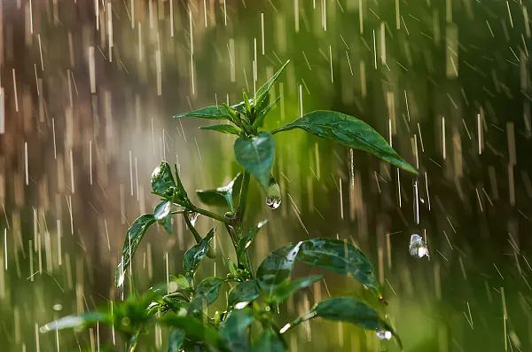 雷阵雨+中到大雨！未来三天多地有雨，河北最新预警→