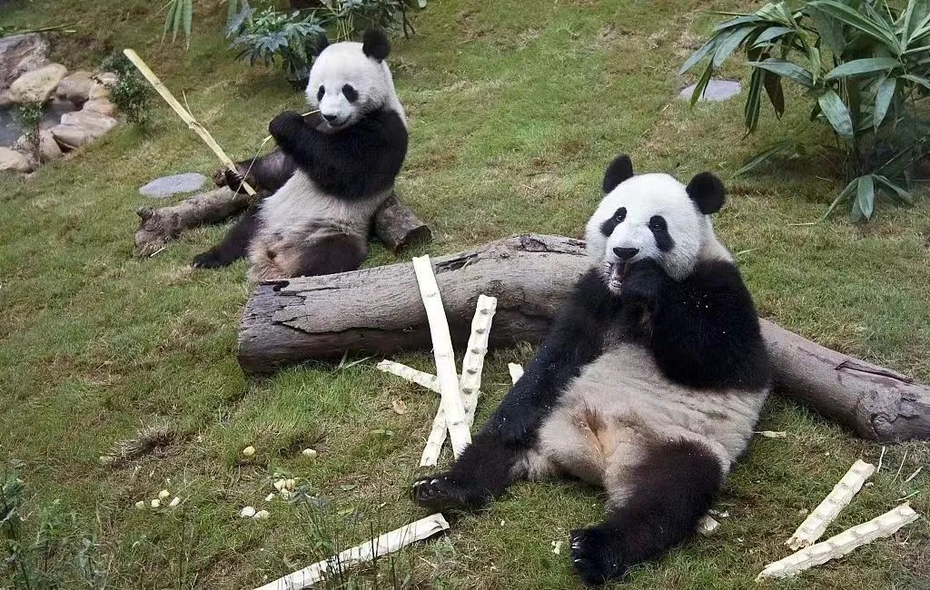 大熊猫的“长寿秘诀”，香港有新发现→