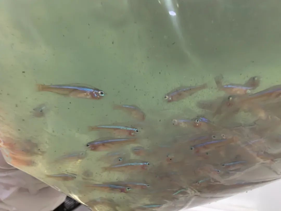 外来物种“宝莲灯鱼”,查获17万条! 外来物种“宝莲灯鱼”,查获17万条!