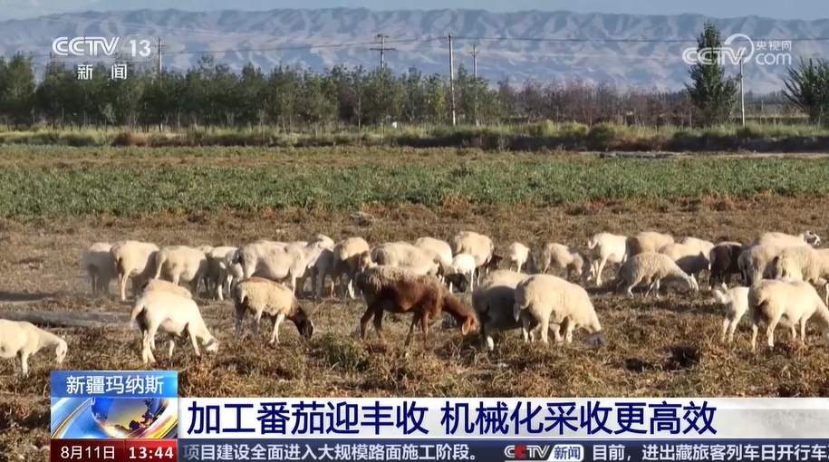 新疆玛纳斯加工番茄迎丰收 机械化采收更高效