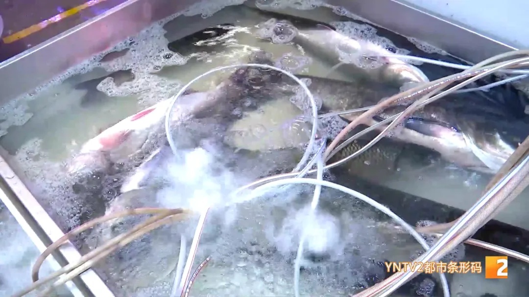 毒过砒霜!昆明一男子生吃它,中毒休克!千万别碰! 毒过砒霜!昆明一男子生吃它,中毒休克!千万别碰!