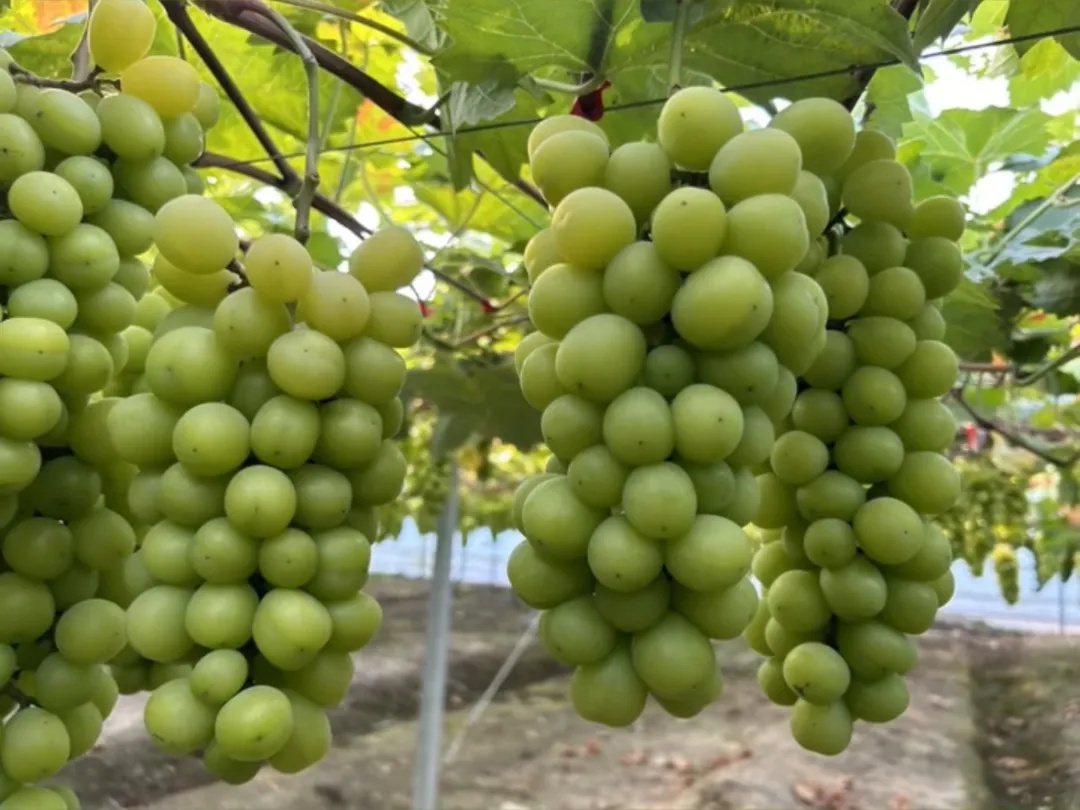 “自由”了?跌至每斤5元!曾经“高高在上” “自由”了?跌至每斤5元!曾经“高高在上”