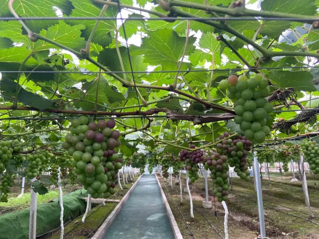 “自由”了?跌至每斤5元!曾经“高高在上” “自由”了?跌至每斤5元!曾经“高高在上”