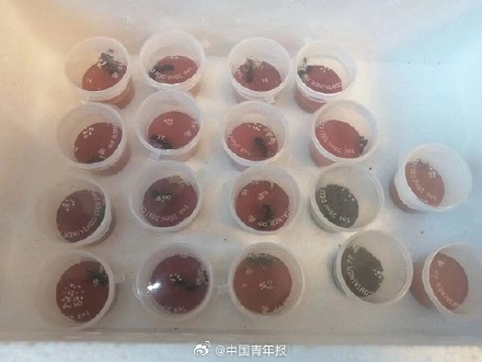 发现新物种的他抽屉藏过数万蚂蚁