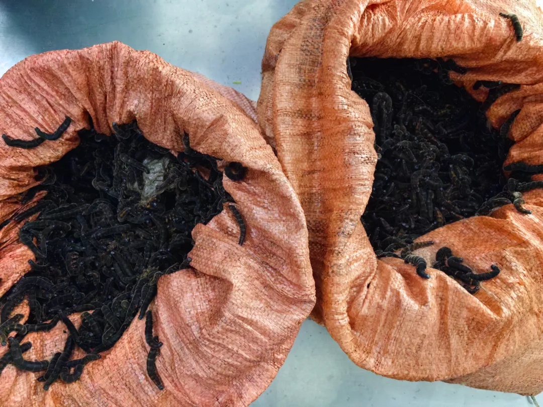 慎点!头皮发麻!旅客带12公斤重的活体幼虫入境被查 慎点!头皮发麻!旅客带12公斤重的活体幼虫入境被查