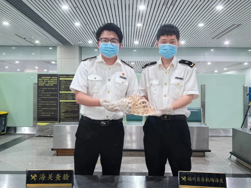 重1.1千克！海关在旅客行李箱内查获一件凤尾螺，为国家二级保护野生动物
