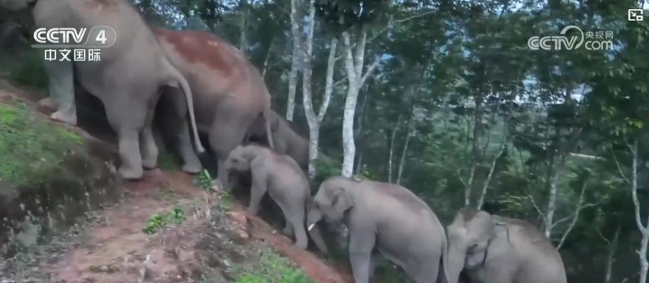 世界大象日丨我国亚洲象保护卓有成效 “智慧”监测避免人象冲突 世界大象日丨我国亚洲象保护卓有成效 “智慧”监测避免人象冲突